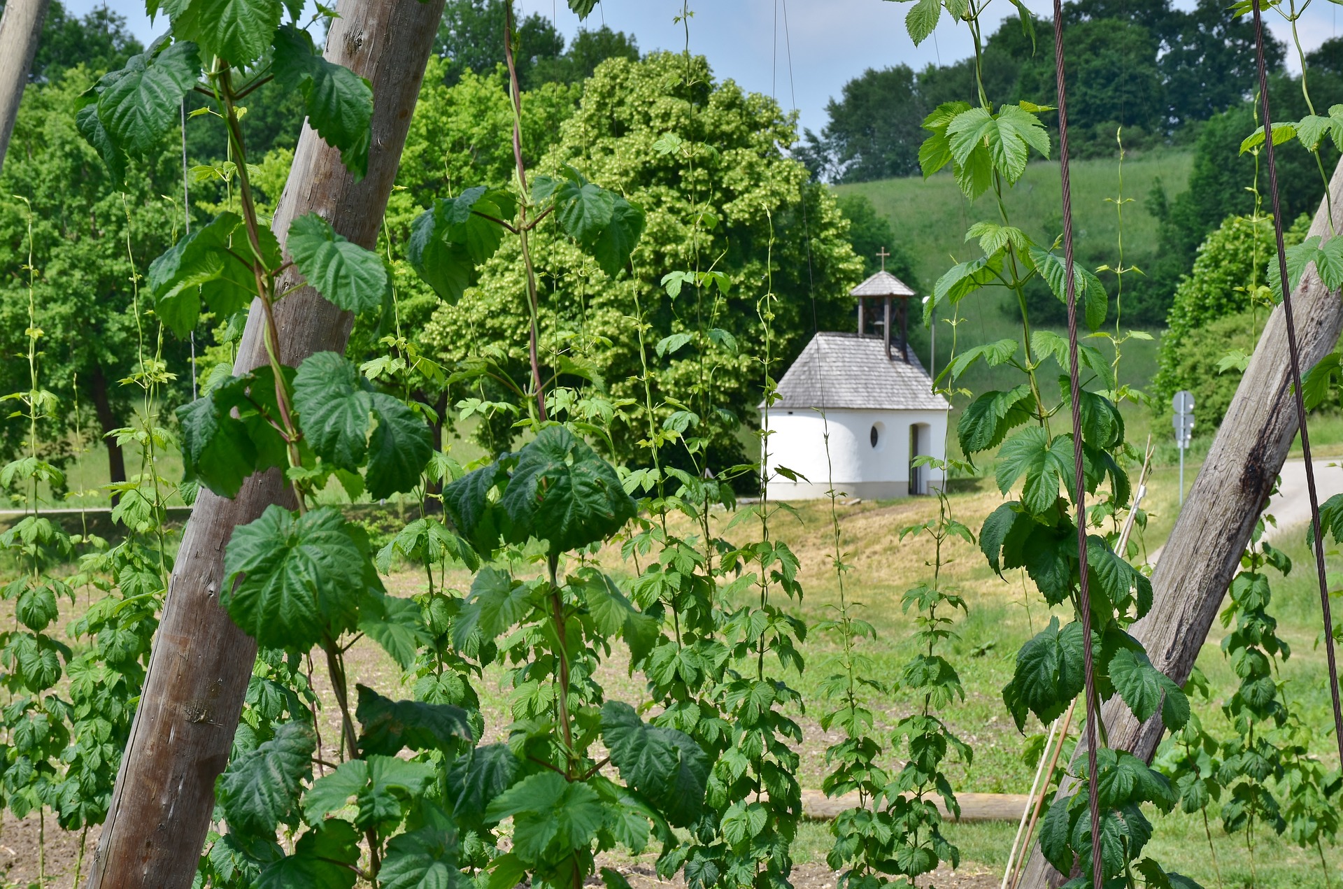 Culture du houblon