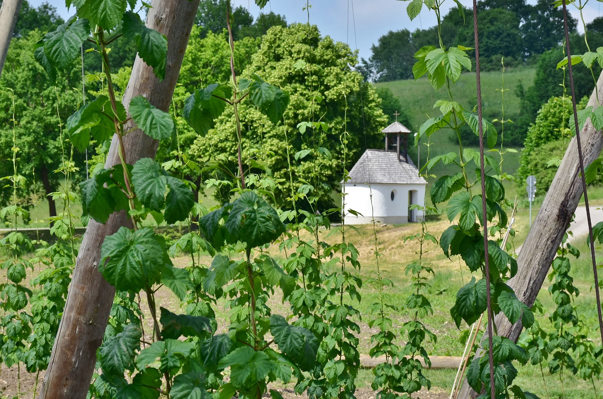 Culture du houblon