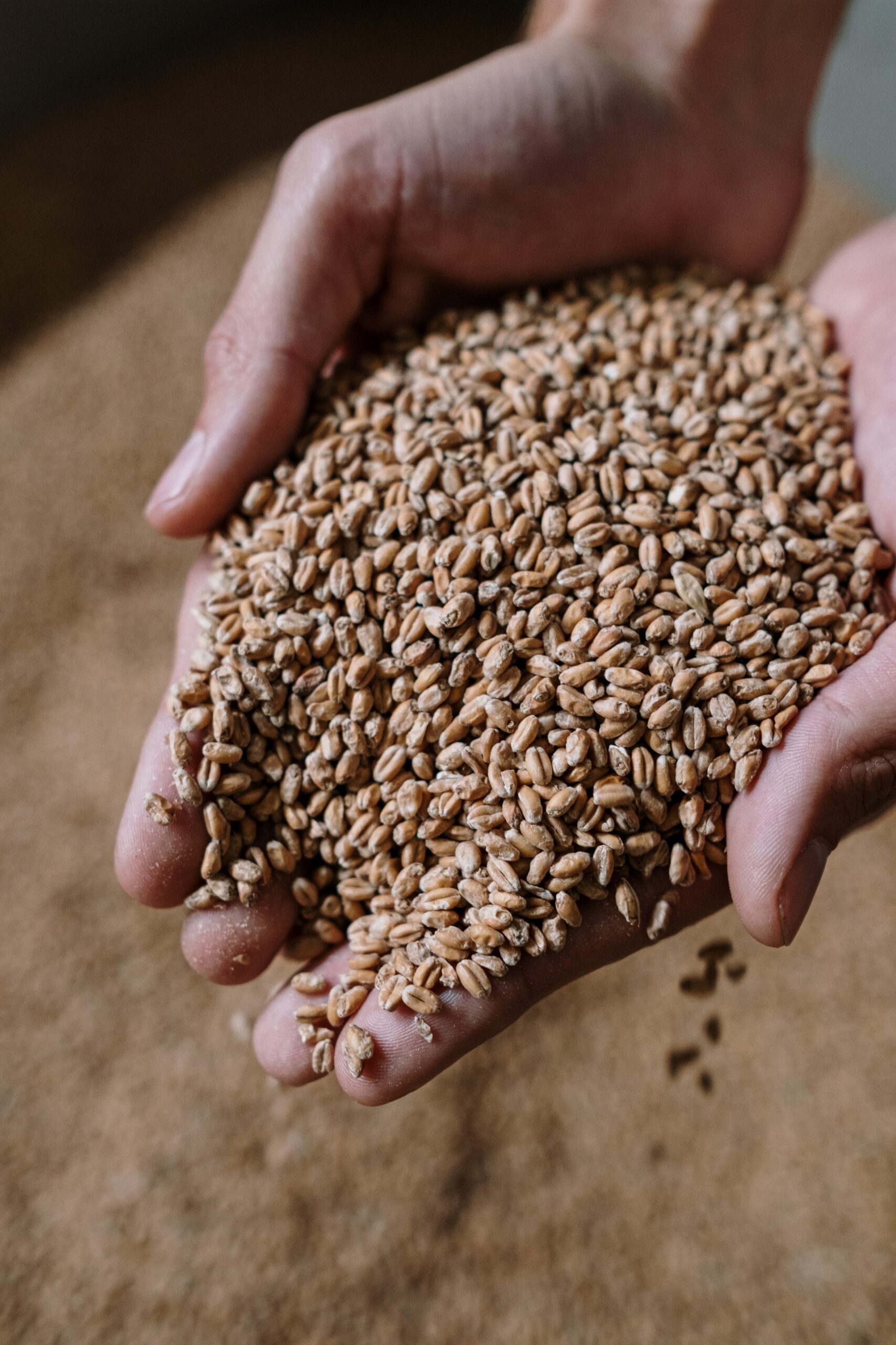 Introduction au brassage tout grain de la bière