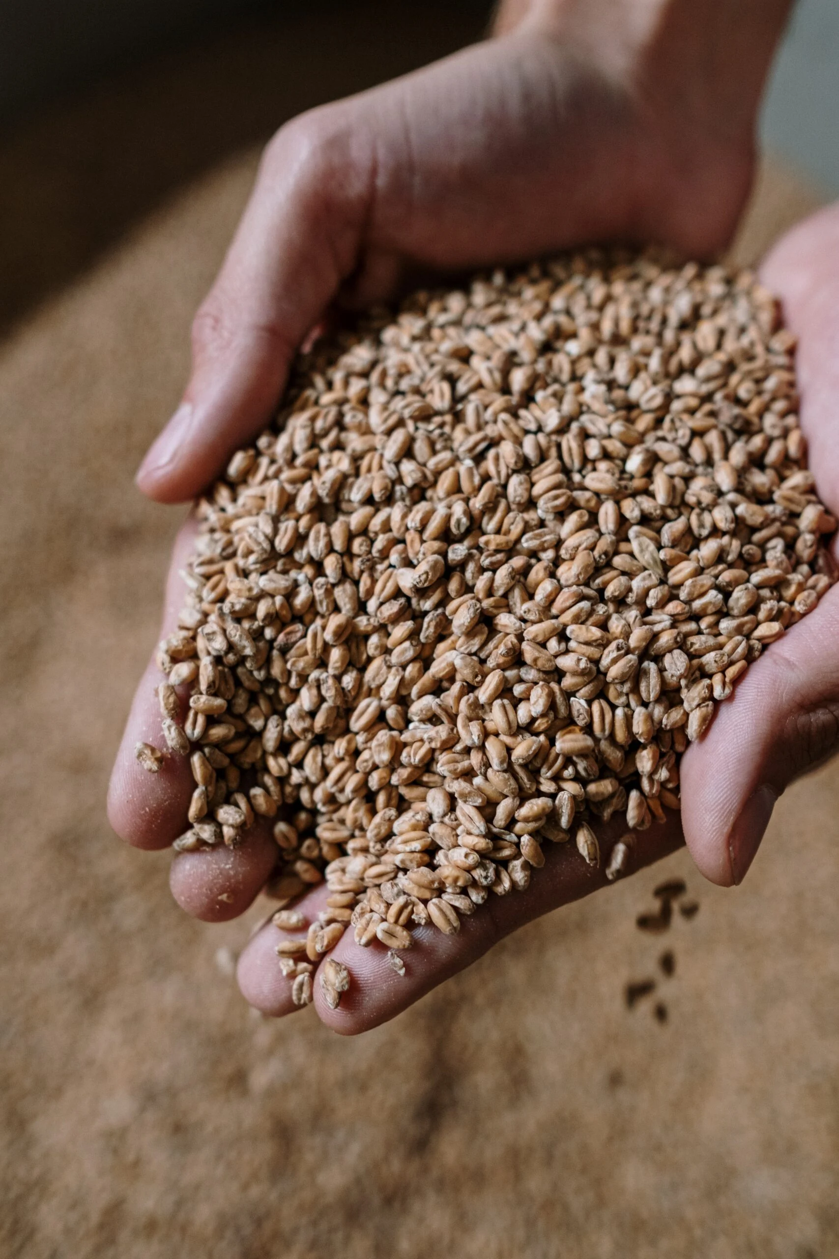 Introduction au brassage tout grain de la bière